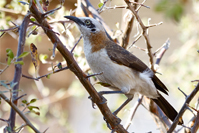 Turdoides gymnogenys